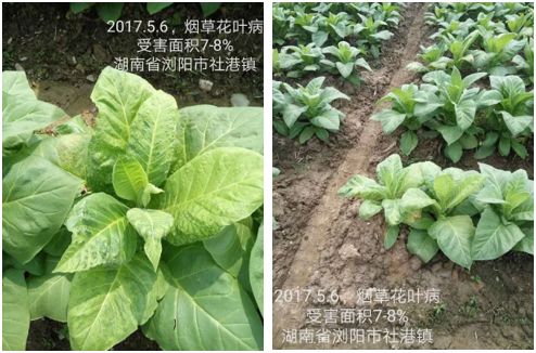 魚小鈦蛋白 美國有機(jī)認(rèn)證，全水溶粉劑魚蛋白產(chǎn)品重磅來襲